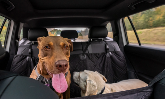 How to Keep Your Car Clean When You Have Pets: A Complete Pet-Friendly Car Detailing Guide